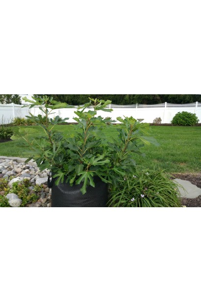 Фикус карика Адриатический в ландшафте придомовой зоны